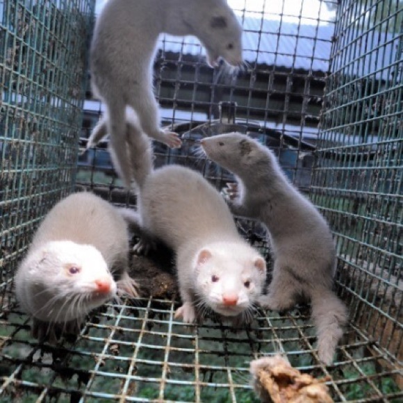 ‼️SAY NO TO MINK EYELASHES & COATS! 🧥👁 - Picture 10 of 16